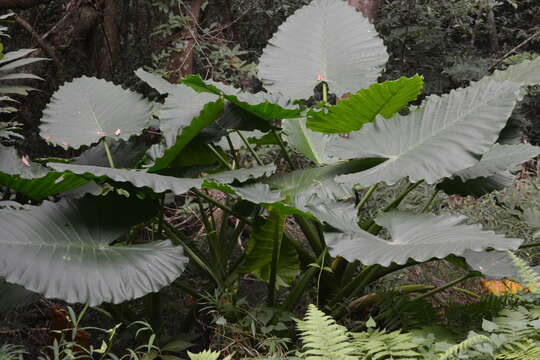 Image of giant taro