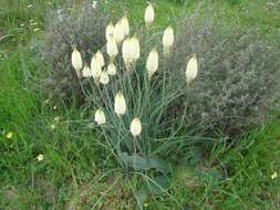 Imagem de Bulbinella eburniflora P. L. Perry