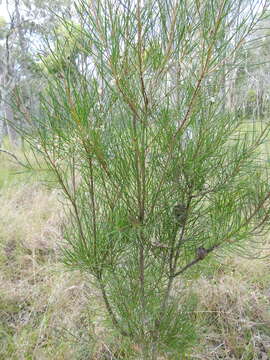 Image of Hakea actites W. R. Barker