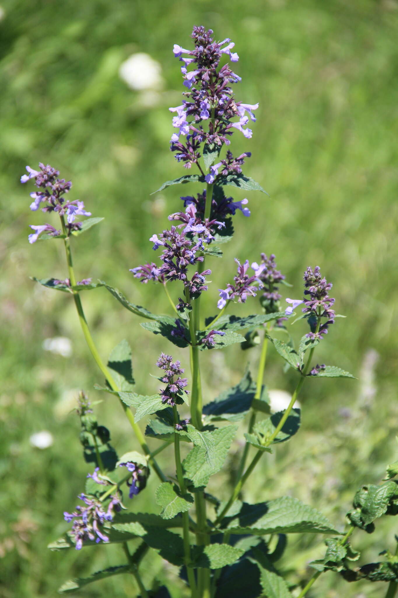 Image de Nepeta grandiflora M. Bieb.