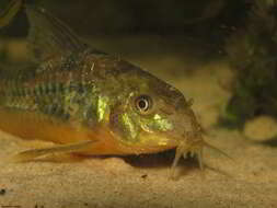 Image of Corydoras paleatus (Jenyns 1842)