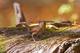 Image of Eastern Winter Wren