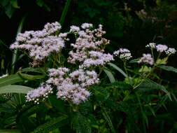 Image of common boneset