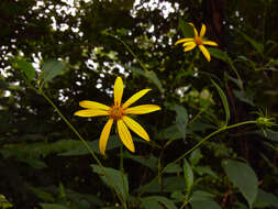 Image of thinleaf sunflower