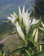 Image of Gentiana asclepiadea L.