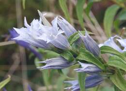 Image of Gentiana asclepiadea L.