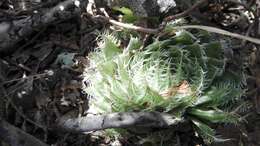 Image of Haworthia decipiens var. virella M. B. Bayer