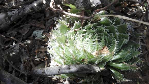 Image of Haworthia decipiens var. virella M. B. Bayer