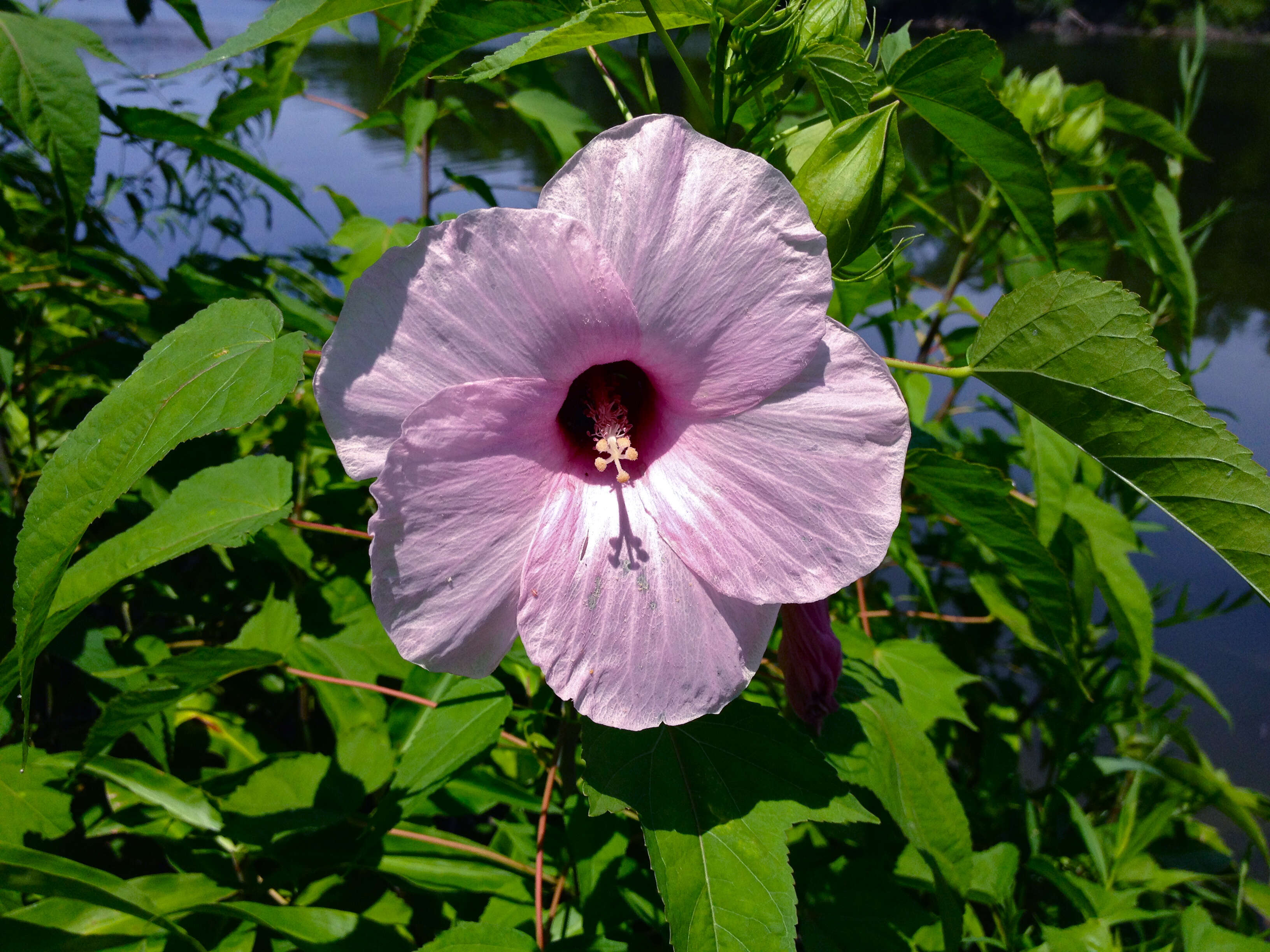 Image of halberdleaf rosemallow