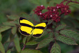 Слика од Eurema alitha (Felder & Felder 1862)