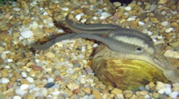 Image of Yellow Lampmussel