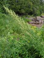 Image of sawtooth wormwood