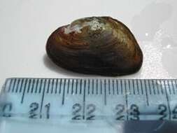 Image of Dwarf Wedge Mussel