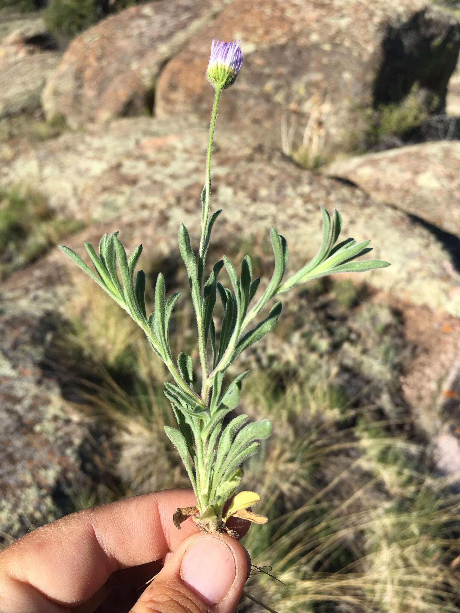 Image of western daisy fleabane