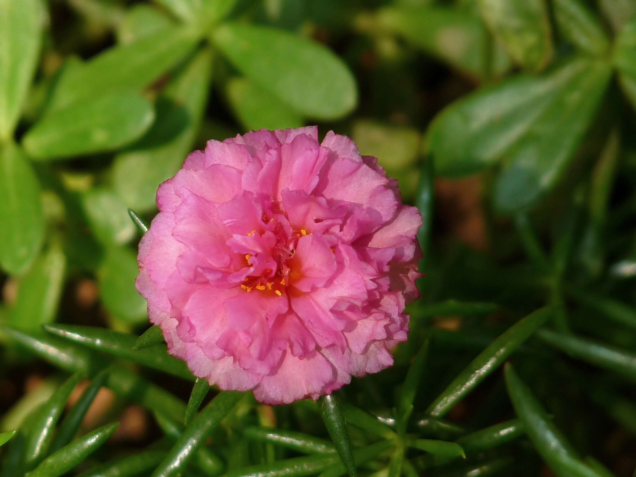 Image of Moss-rose Purslane