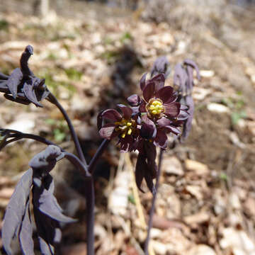 Image of giant blue cohosh