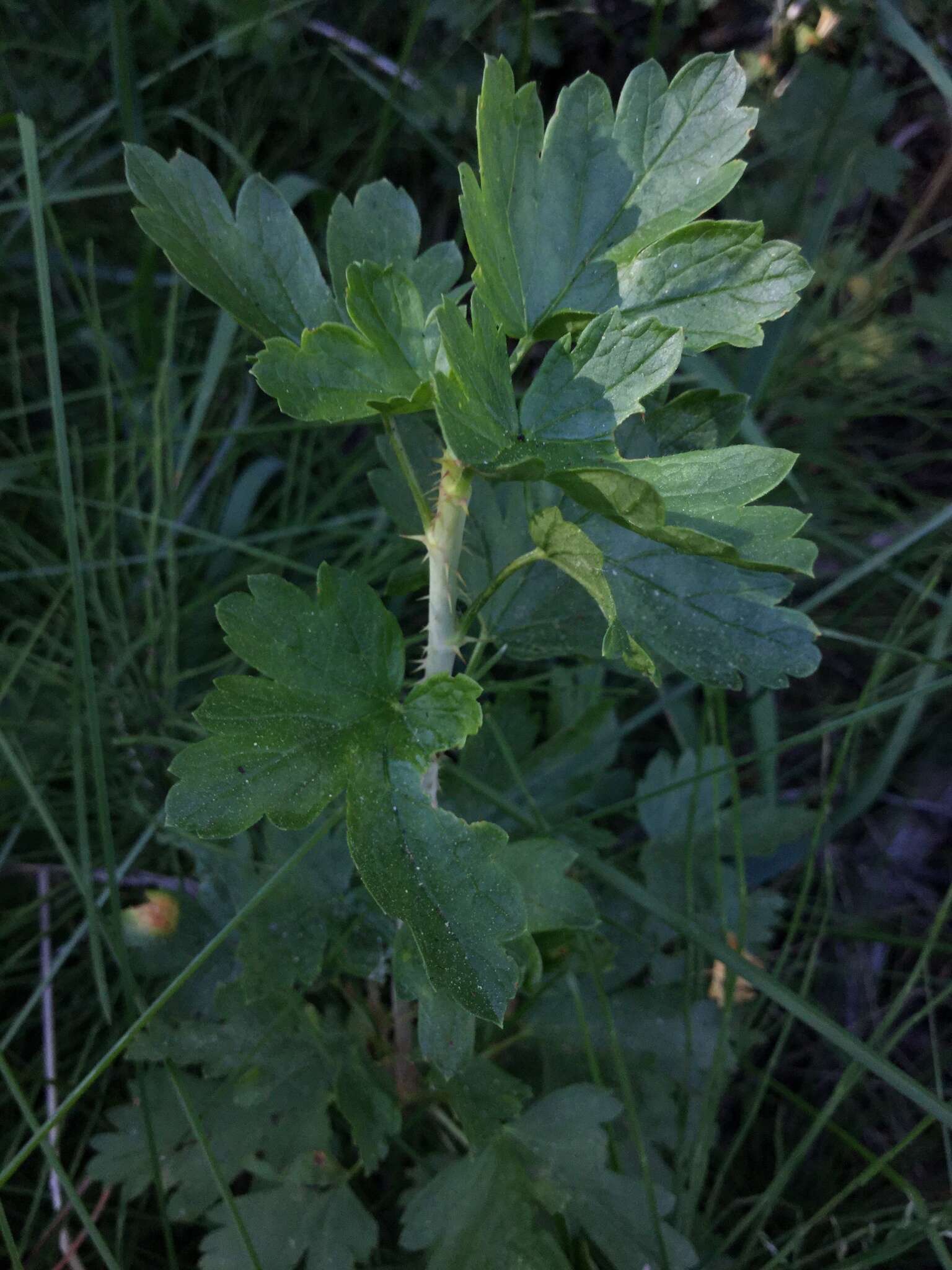 Image of Ribes inerme var. inerme