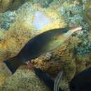 Image of Bird wrasse