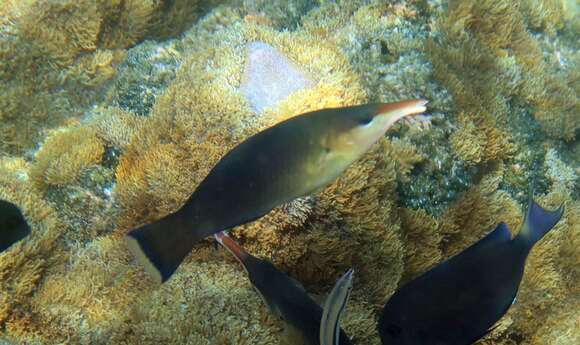 Image of Bird wrasse