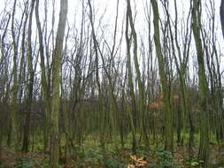 Image of black locust