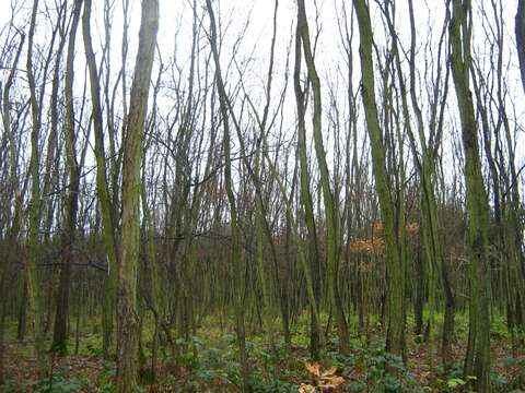 Image of black locust