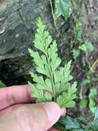 Image of Asplenium austrochinense Ching