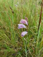 Imagem de Gladiolus inandensis Baker