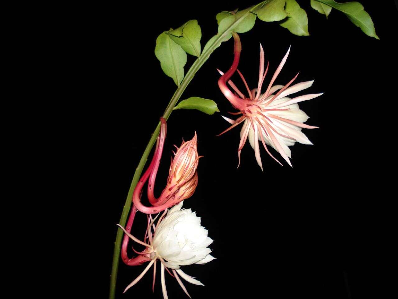 Image of Dutchman's Pipe Cactus