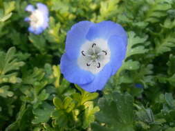 Image of baby blue eyes