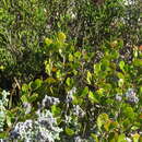 Image of Searsia lucida elliptica (Sond.) Moffett