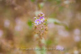 Слика од Veronica anagallis-aquatica subsp. anagallis-aquatica