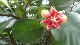 Image of shrubby dillenia