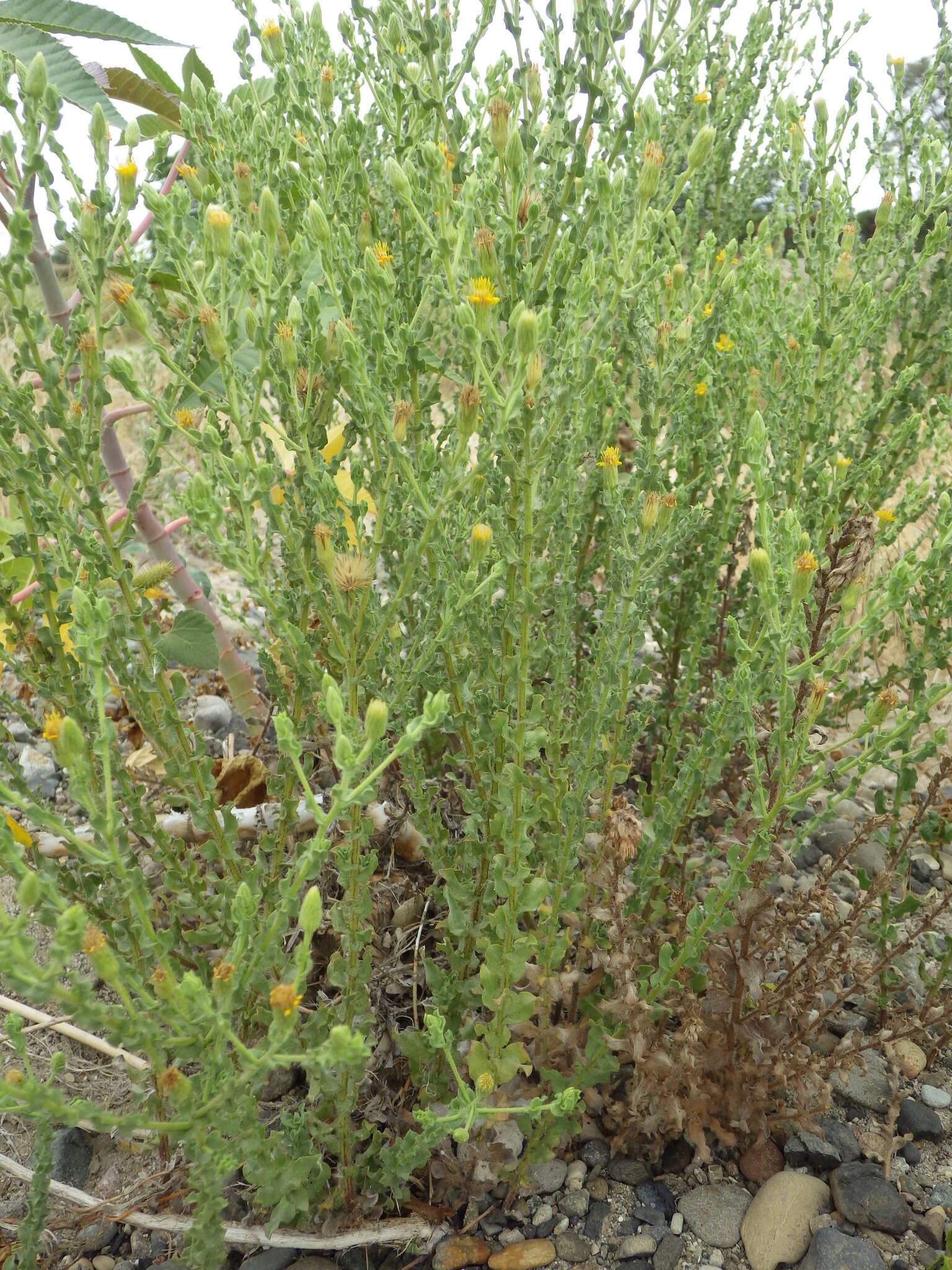 Image of sessileflower false goldenaster