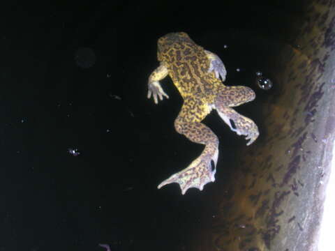 Image of Iberian Spadefoot Toad