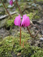 Image of Cyclamen coum Miller