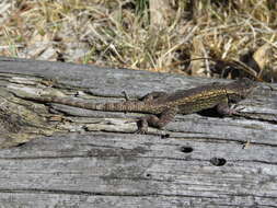 Image of Anahuacan Bunchgrass Lizard