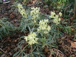 Image of Stinking Hellebore