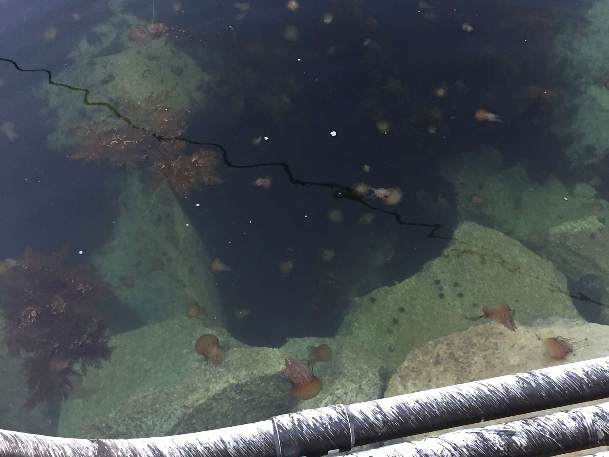 Image of Sea nettle