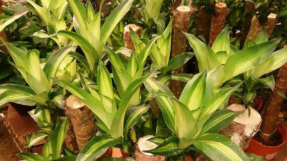 Image of fragrant dracaena