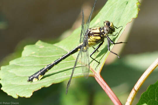 Image of Hylogomphus viridifrons (Hine 1901)