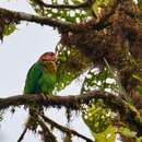 Image of Rose-faced Parrot