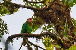 Image of Rose-faced Parrot