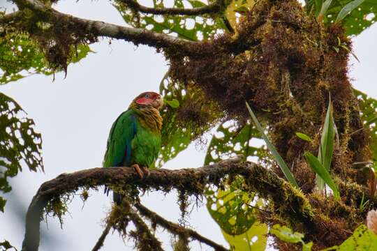 Image of Rose-faced Parrot