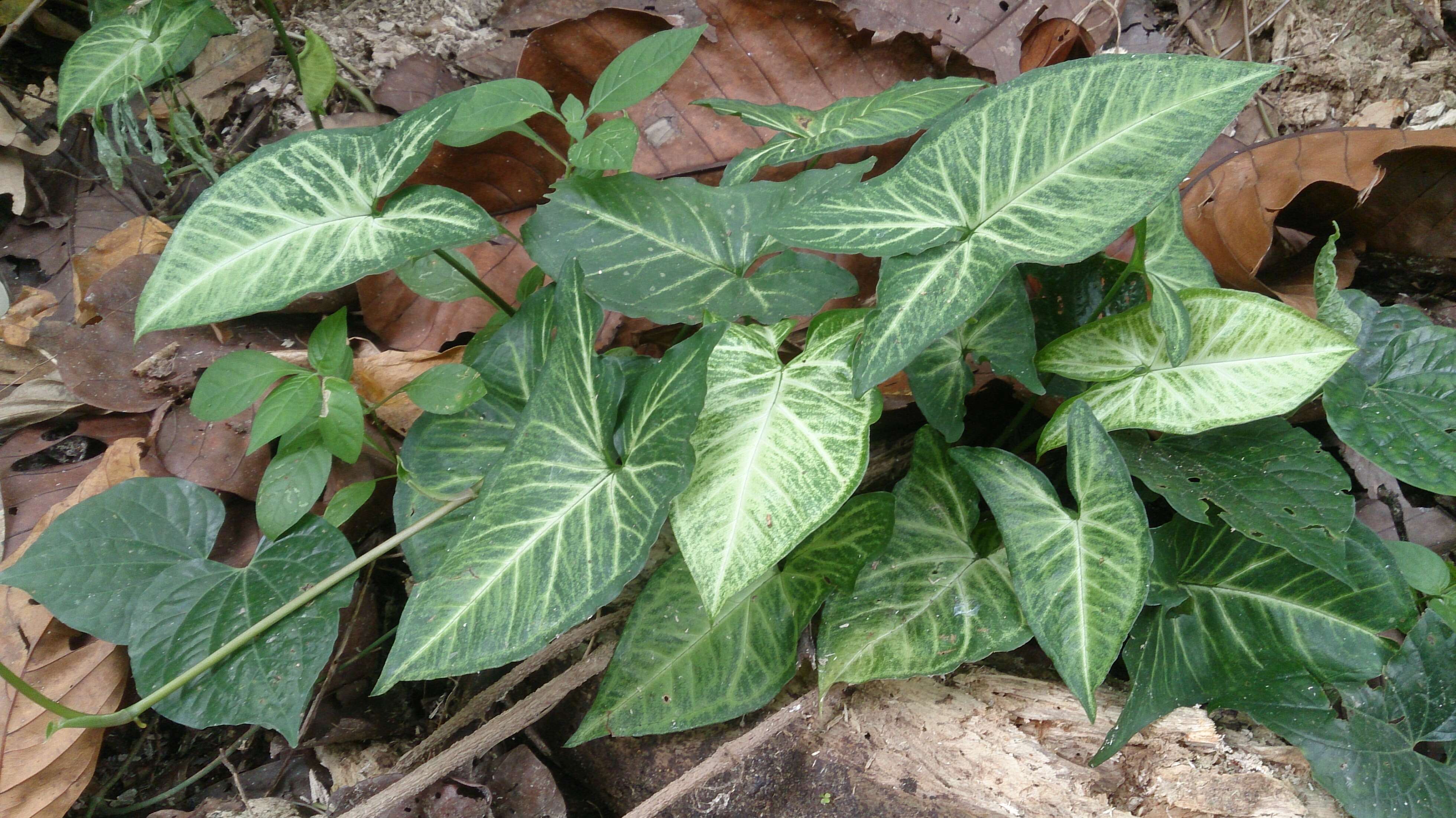 Image of Caladium lindenii (André) Madison