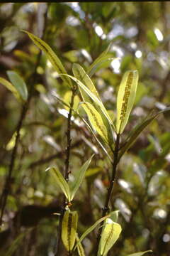 Image de Oleandra neriiformis Cav.