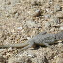 Image of Black agama