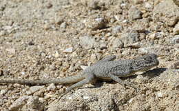 Image of Black agama