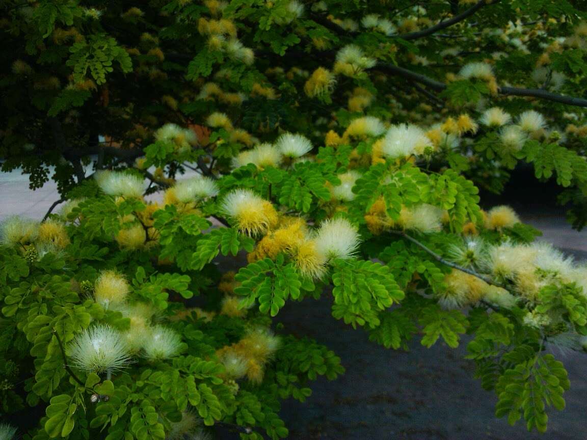 Plancia ëd Chloroleucon tortum (Mart.) Pittier