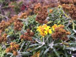 Image of seaside woolly sunflower