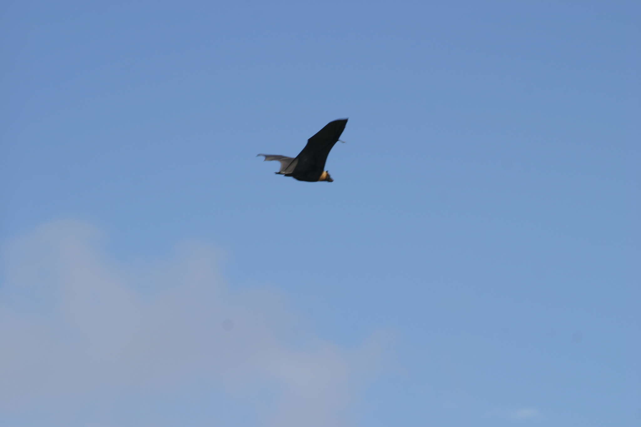 Image of Marianas Flying Fox